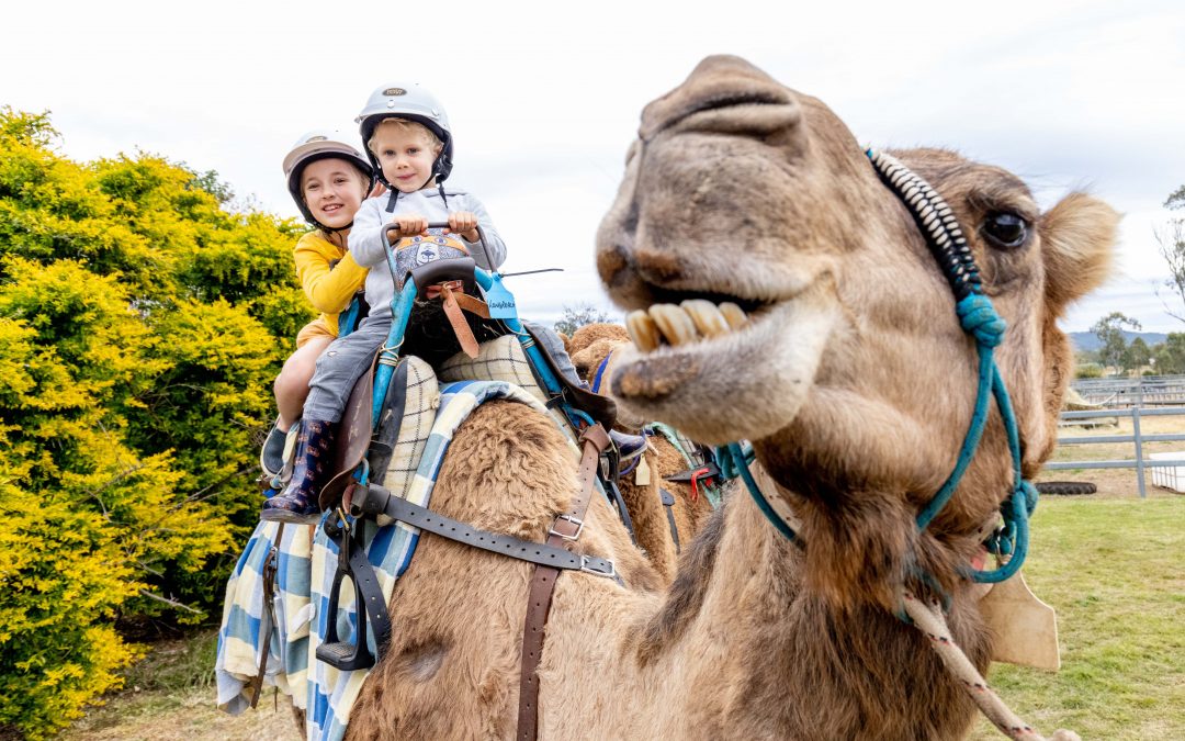 THE Scenic Rim is OPEN FOR VISITORS! PLEASE, come and sit, sip, taste, hike, swim, picnic with an alpaca, kiss a camel and smell the flowers…..